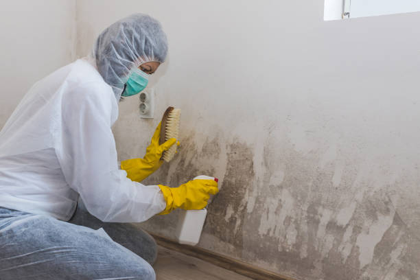 Best Local Mold Removal Service  in Okemos, MI