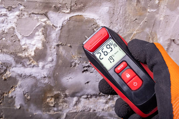 Best Mold Damage Repair  in Okemos, MI