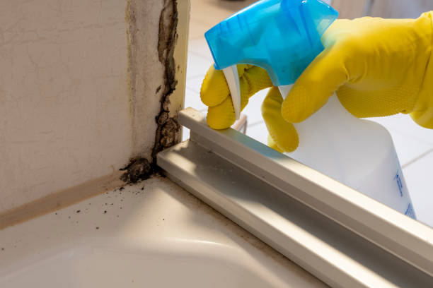 Best Residential Mold Removal  in Okemos, MI