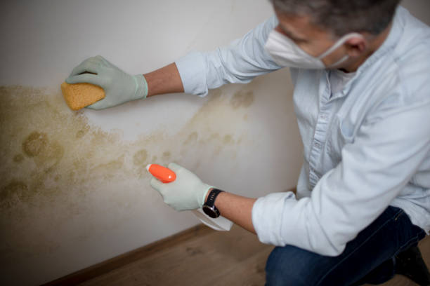 Best Office Mold Removal Services  in Okemos, MI