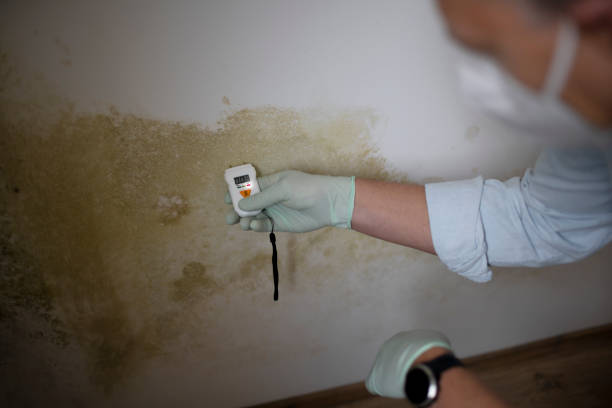 Best Affordable Mold Removal  in Okemos, MI