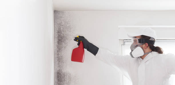 Best Local Mold Removal Service  in Okemos, MI