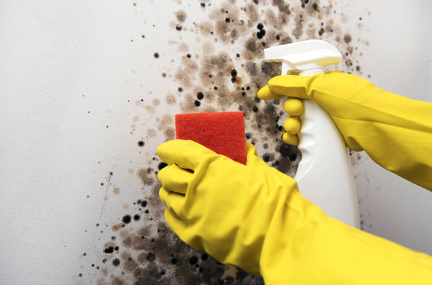 Office Mold Removal Services in Okemos, MI