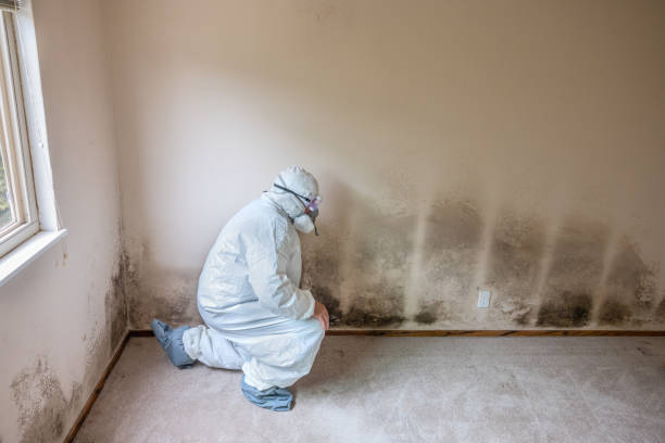 Best Certified Mold Removal  in Okemos, MI