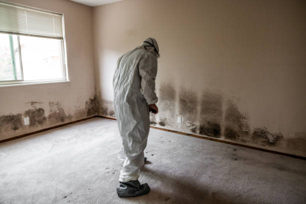 Professional Mold Removal in Okemos, MI