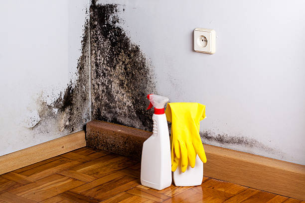 Best Same-Day Mold Removal  in Okemos, MI