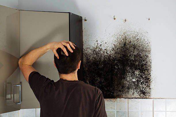 Best Fast Mold Removal  in Okemos, MI