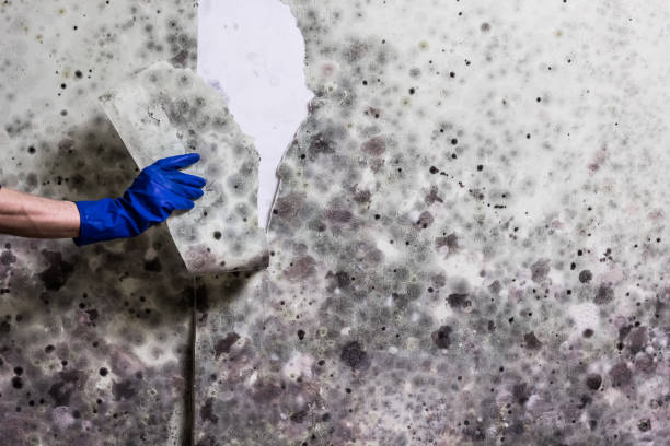 Best Office Mold Removal Services  in Okemos, MI