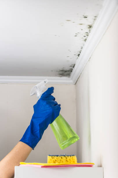 Best Mold Remediation  in Okemos, MI
