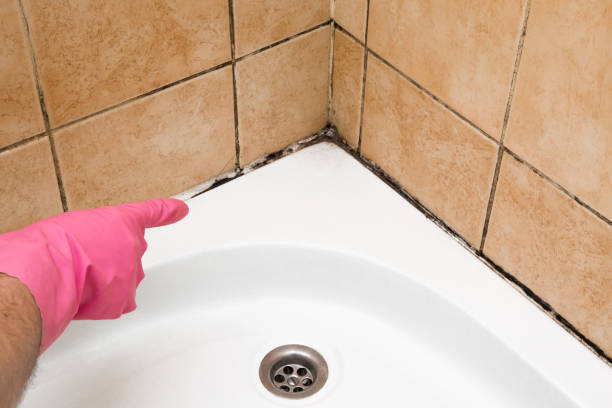 Best Residential Mold Removal  in Okemos, MI